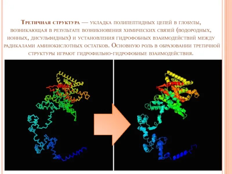 Третичная структура гидрофобные цепи. Образование дисульфидных связей между глобулами образование ионных. Третичная структура глобула водородные гидрофобные. В третичной структуре белка гидрофобные взаимодействия возникают. Гидрофобные радикалы повернуты внутрь