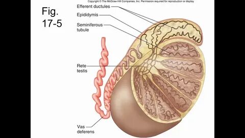 Testis