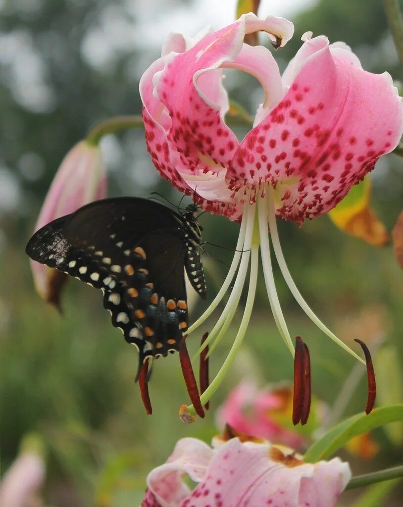 Лилия прекрасная рубрум. Лилия speciosum rubrum. Лилия Специозум рубрум. Speciosum Uchida Лилия. Лилия тигровая Специозум Ушида.