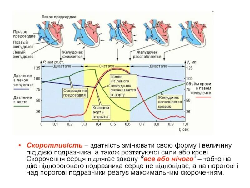 Систола предсердий давление. Давление в предсердиях в систолу и диастолу. Систола и диастола левого желудочка. Диастола предсердий и желудочков. Систола левого предсердия