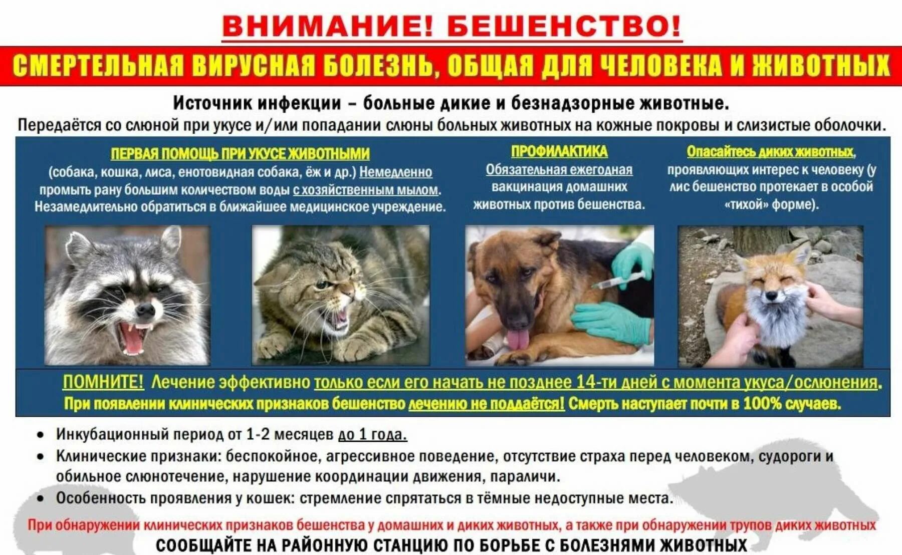 Сколько зараженных животных. Животные больные бешенством признаки поражения. профилактика бешенства у животных.