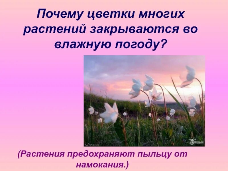 Почему цветущий