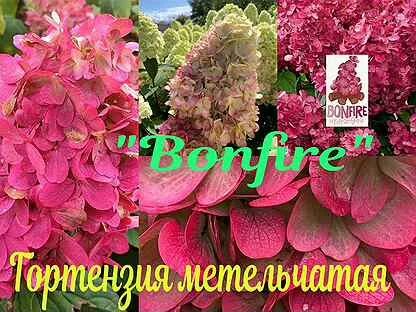 Бонфайр описание