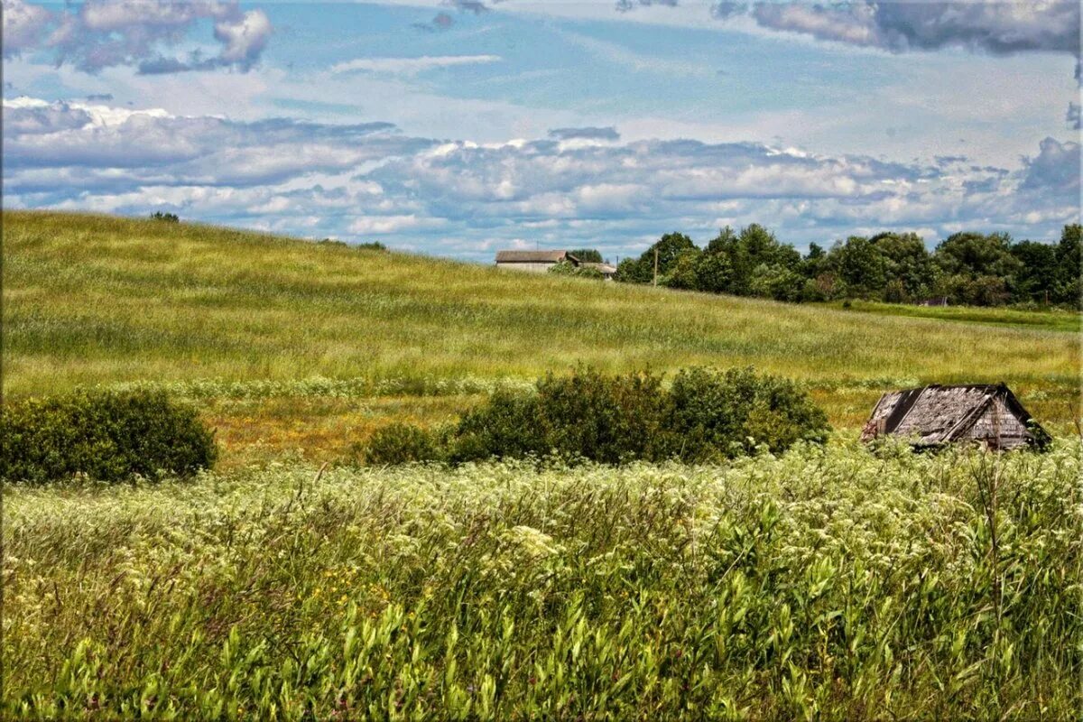 Нашел солдат в широком поле травой заросший. Заброшенные поля в России. Колхозное поле Колхозный Амбар. Заросшие поля России. Заросшие поля в Удмуртии.