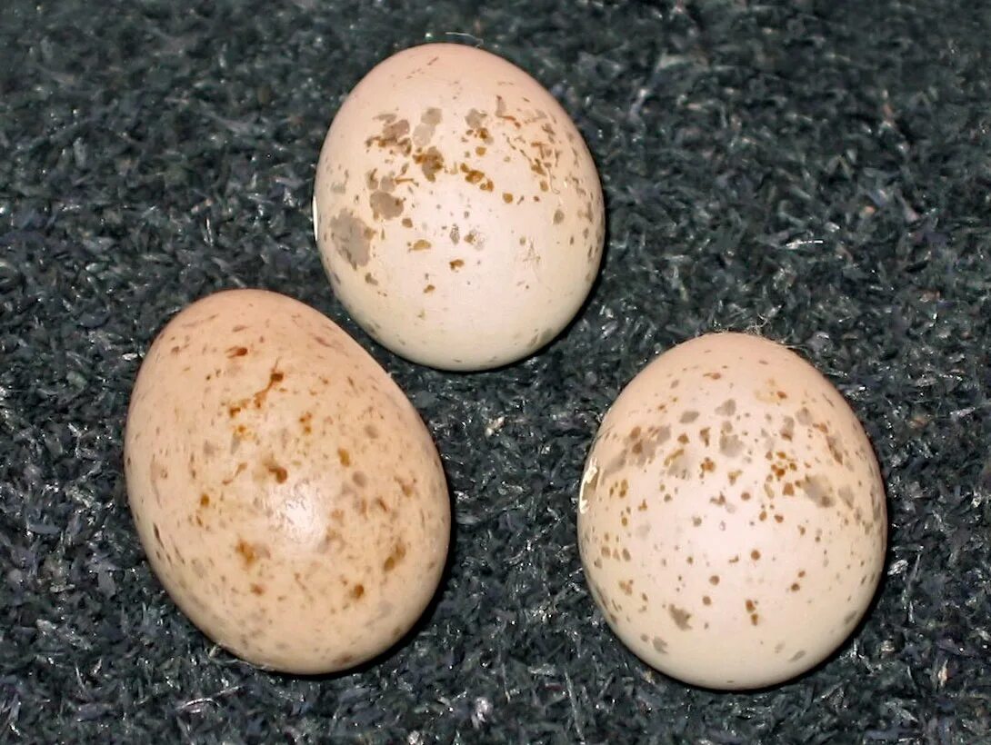 Яйца кукушки фото. Кукушка обыкновенная яйца. Цвет яйца кукушки. Кукушкино яйцо. Гнездо с яйцом кукушки.