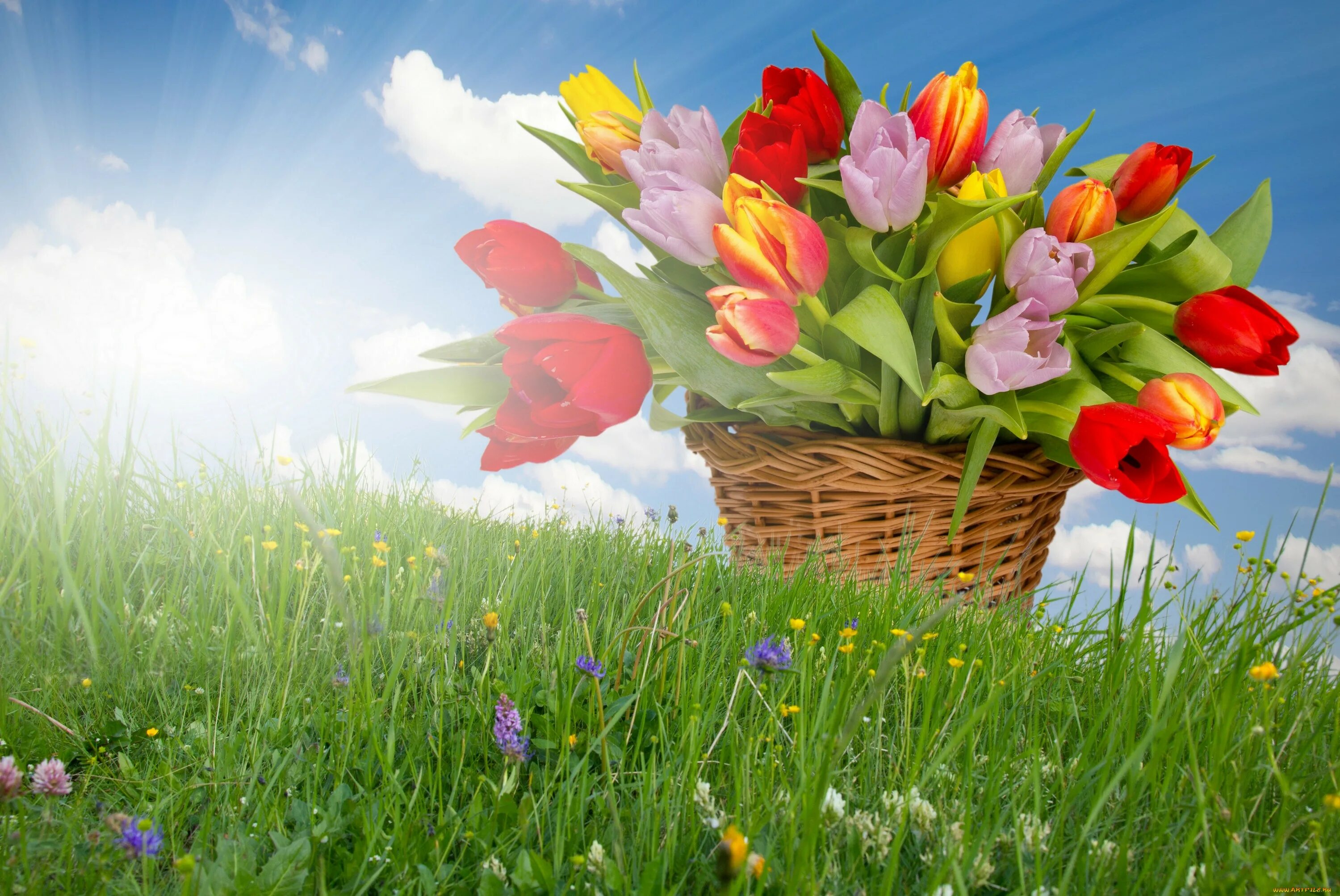Весенний букет. Букет весенних цветов. Корзина с весенними цветами. Весенние тюльпаны картинки красивые