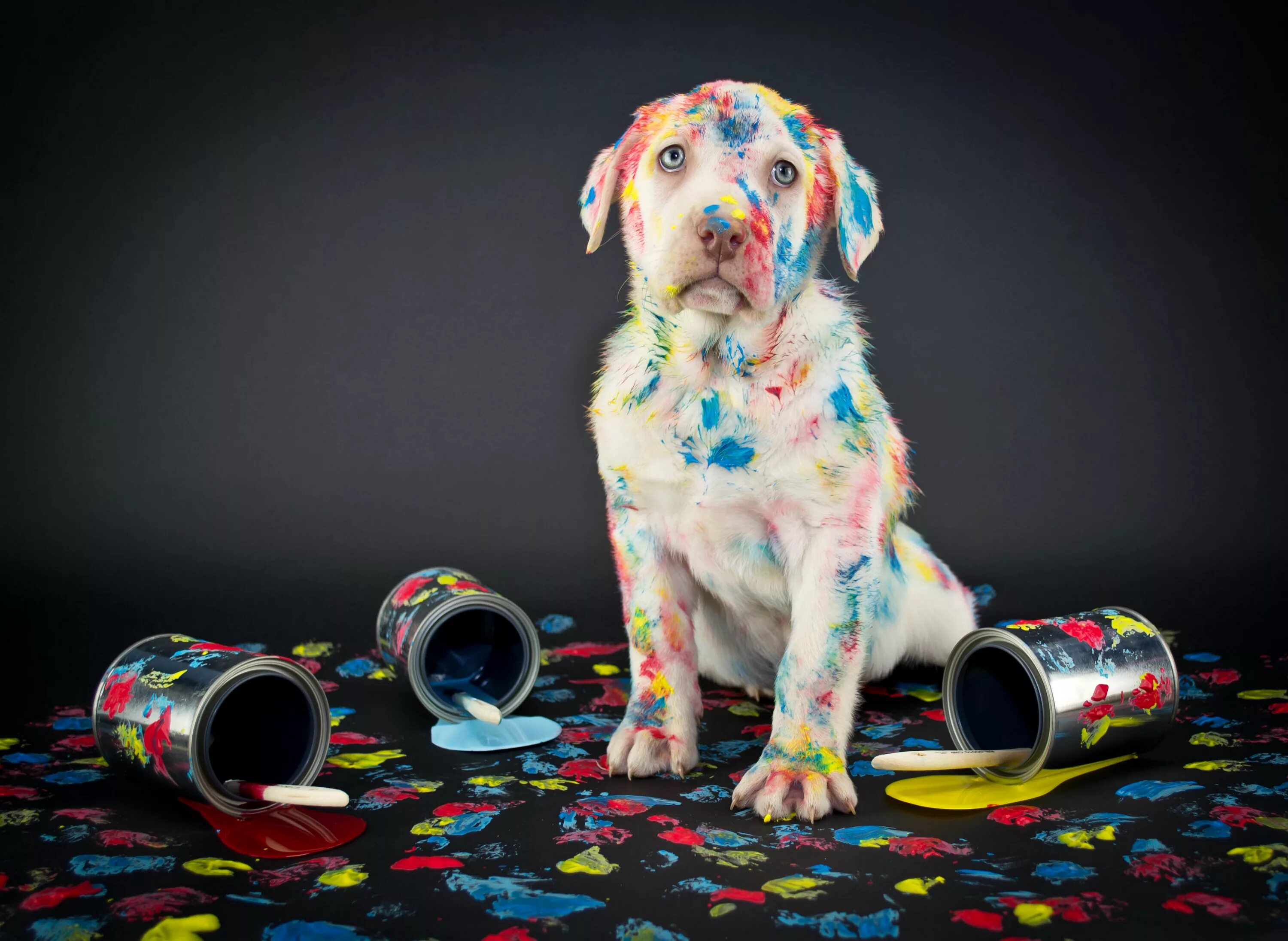 Painted dogs. Яркая собака. Креативная собака. Разноцветные собаки. Животное в ярких красках.