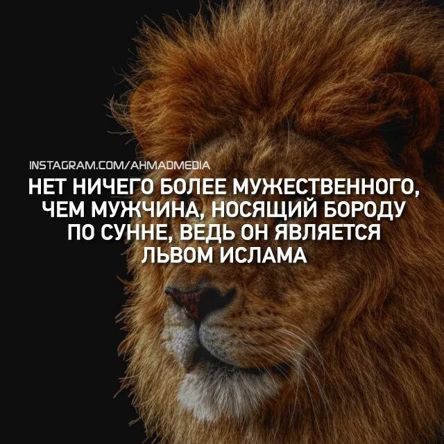 Продолжите фразу льва