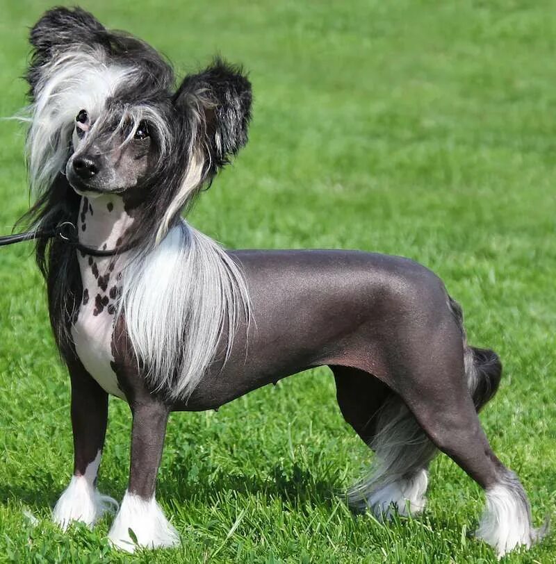 Редкие породы собак с фотографиями World's RAREST Dog Breeds Ever! Rare dog breeds, Rare dogs, Dog paintings