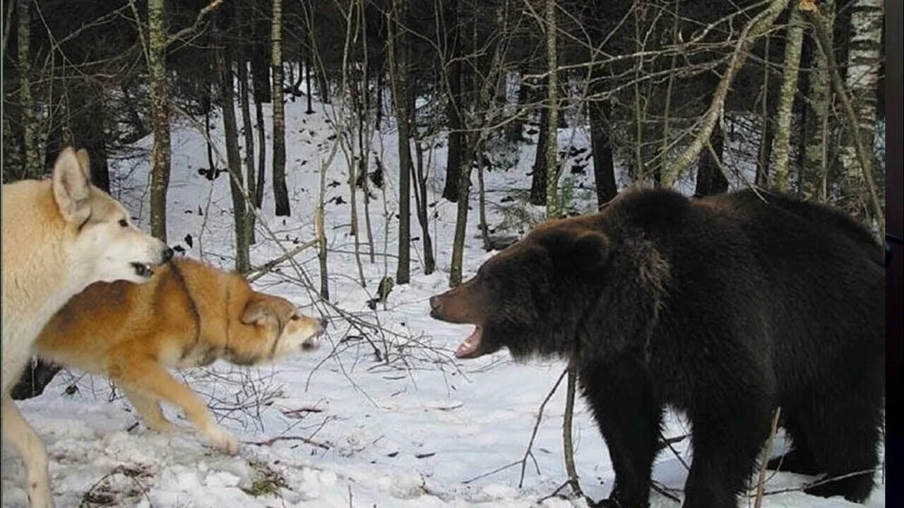 Собака лиса медведь. Охотничье-промысловые животные. Охотничье промысловые звери. Волки лисы и медведи.