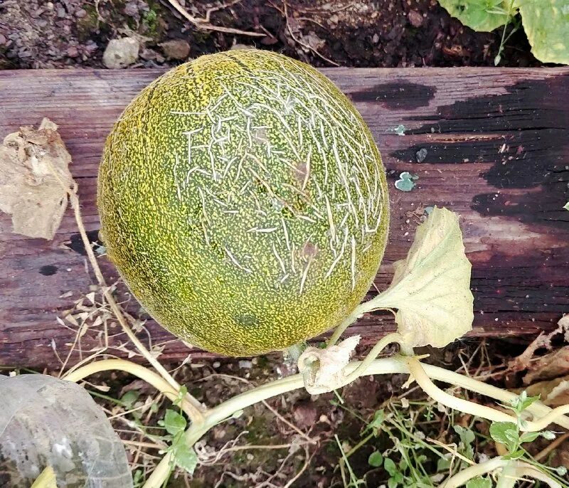 дыня уральский скороспел (уд). аэлита дыня солнечный сахар. семена дыня "алтайская", 10 шт. сорт арбуза мелитопольский 142. дыня алтайская.