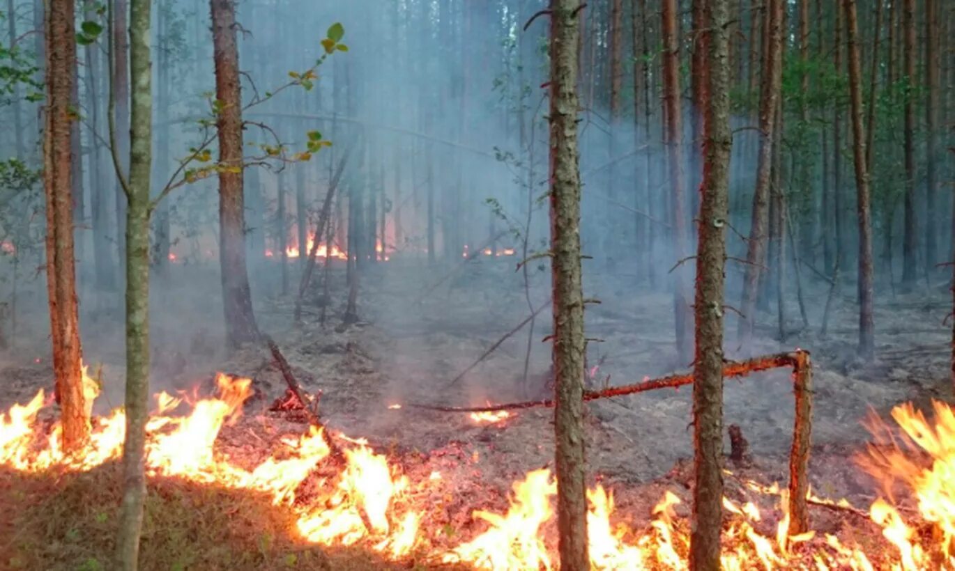 Пожар в лесу какой фактор. Угроза лесных пожаров. Пожары в Эстонии лес. Низовой пожар.