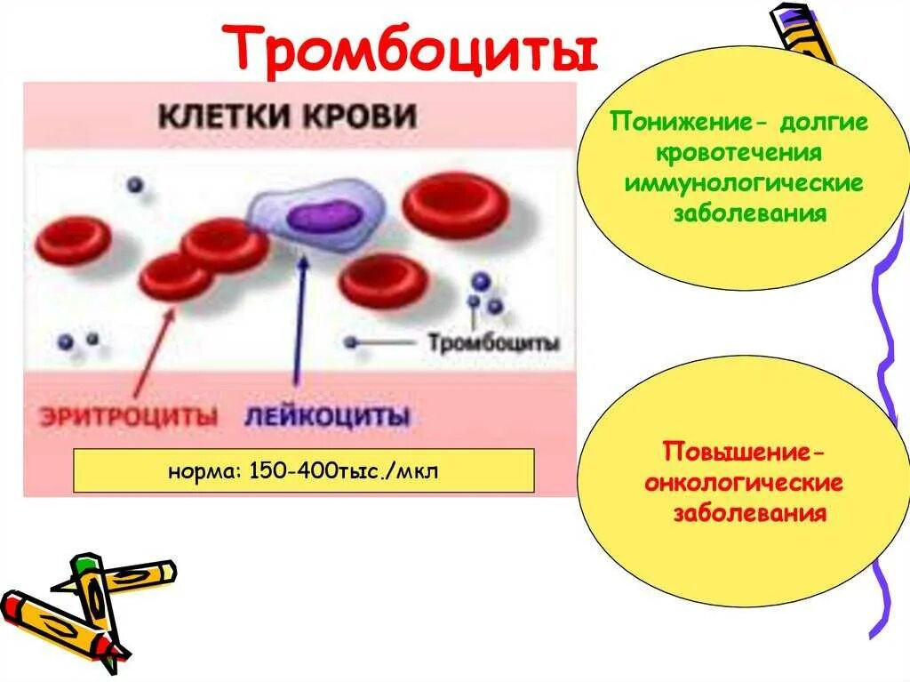 Характеристика эритроцитов тромбоцитов
