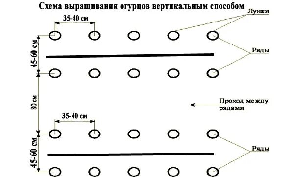 Рассада огурцов расстояние