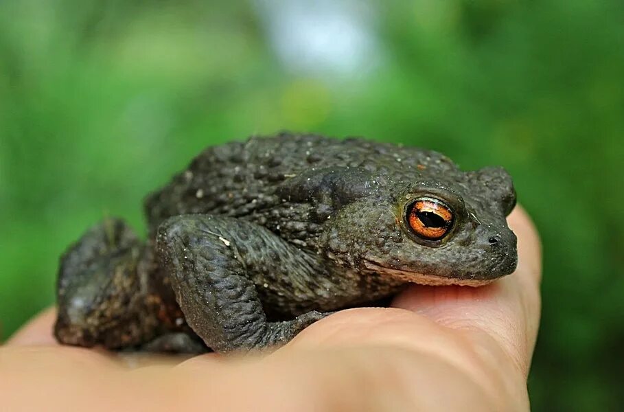 серая лягушка.