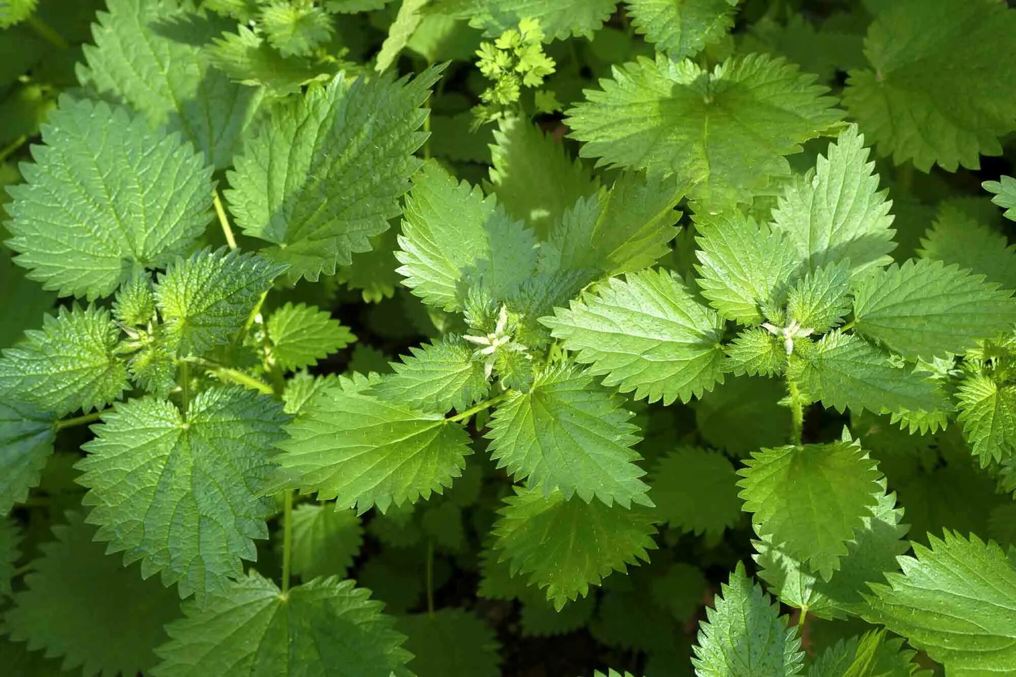 Крапива (Urtica dioica). Крапива двудомная (Urtica dioica). Крапива шариконосная (Urtica pilulifera). Крапива широколистная.