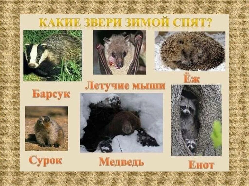 Медведь еж летучая мышь. Животные впадающие в спячку зимой в России. Животные которые спят зимой. Животные которые впадают в спячку зимой. Ка ие животные впадают в спячку.