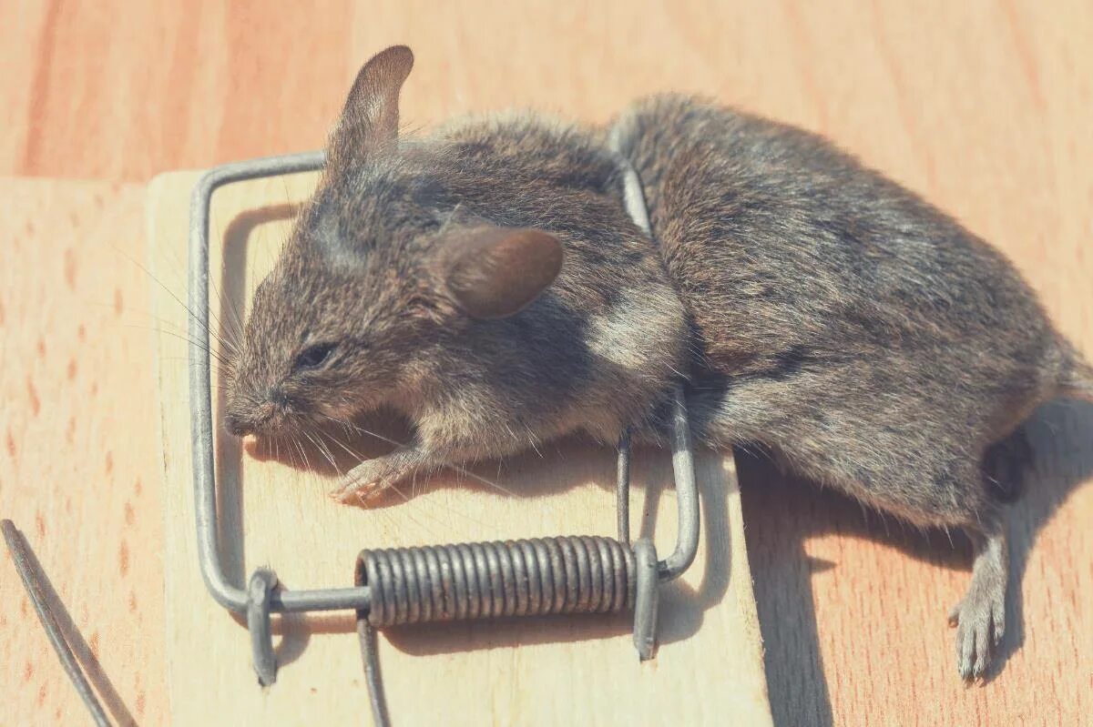 Мышь. Мышь в мышеловке. Мышка в мышеловке дохлая. Дохлая крыса в мышеловке.