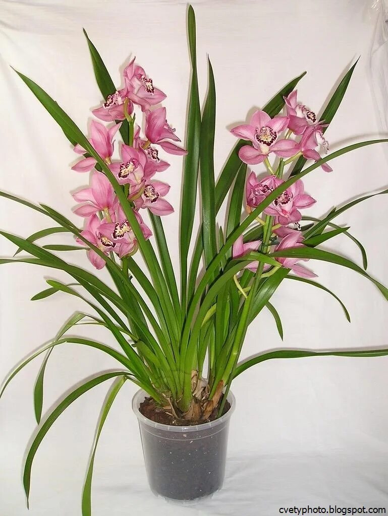 Орхидея Cymbidium. Цветок Цимбидиум. Цимбидиум растение. Клубневая Орхидея Цимбидиум.