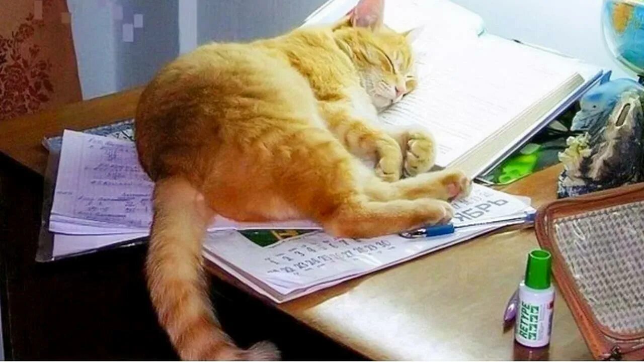 Котик уроки. Кот на работе. кот учит уроки. котик учит уроки. кот учеба.