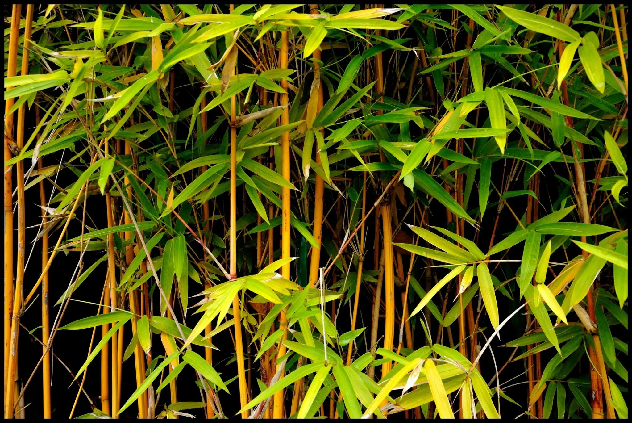 Бамбук обыкновенный. Листоколосник бамбуковый. Хвощ тростниковый бамбук. Бамбук Мадаке. Австралийский бамбук.