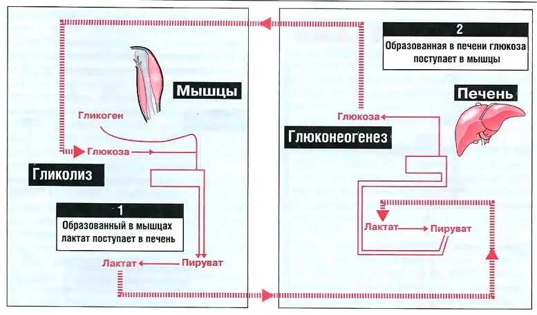 Глюкоза для печени. Образование лактата в мышцах биохимия. Накопление лактата в мышцах. Процесс образования молочной кислоты в мышцах. Накопление гликогена в мышцах.