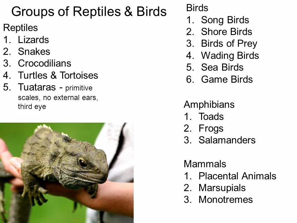 Пресмыкающиеся птицы. По русски Reptiles. Bird and Reptiles Cry. Список Reptiles с переводом.