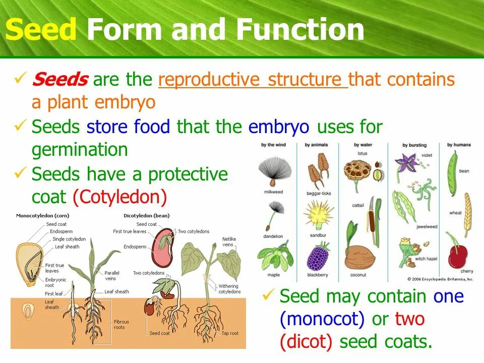 Plant Biology. Биология растения картинки. Form and function. Узел биология растения. Contain plants