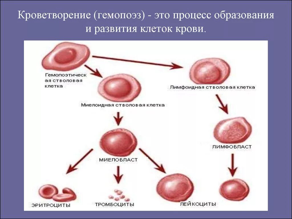 Гемопоэз человека. Схема гемопоэза эритроцитов. Гемопоэтическая стволовая клетка схема. Схема кроветворения эритроцитов. Схема образования клеток крови.