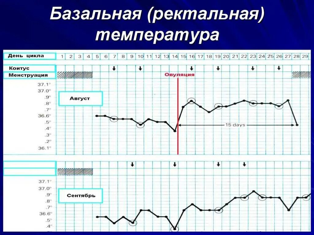 Норма ректально