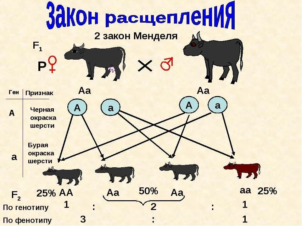 Второй закон Менделя закон расщепления. II закон Менделя – закон расщепления. Второй закон Менделя расщепление. Закр расщепленич признаков.