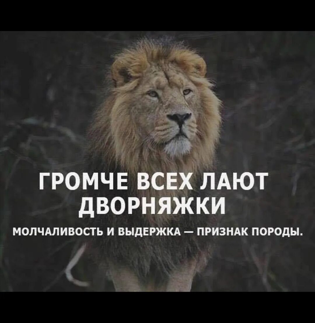 Нужно быть львом. Афоризмы про спокойствие и выдержку. Терпение Лев. Спокойствие и терпение цитаты. Лев цитаты.