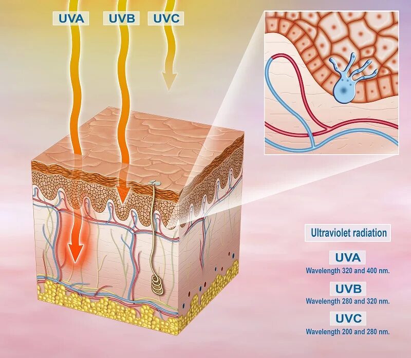 UVA UVB UVC лучи. Ультрафиолет UVA UVB UVC. Воздействие УФ излучения на кожу. Воздействие УФ лучей на кожу. Радиация кожи