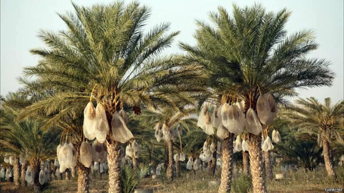 Финиковая плантация. Финиковая Пальма плантации. Финиковые пальмы в Египте. Финиковая Пальма Медина. Финики Тунис на дереве.