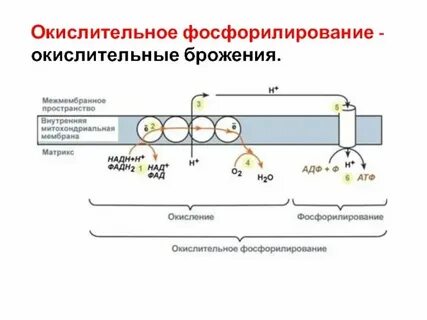 Лизосомы окислительное фосфорилирование