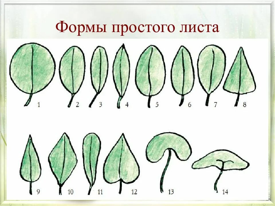 Формы листа 6 класс. Формы простого листа. формы простых листьев. форма листовой пластинки. схема простых листьев.