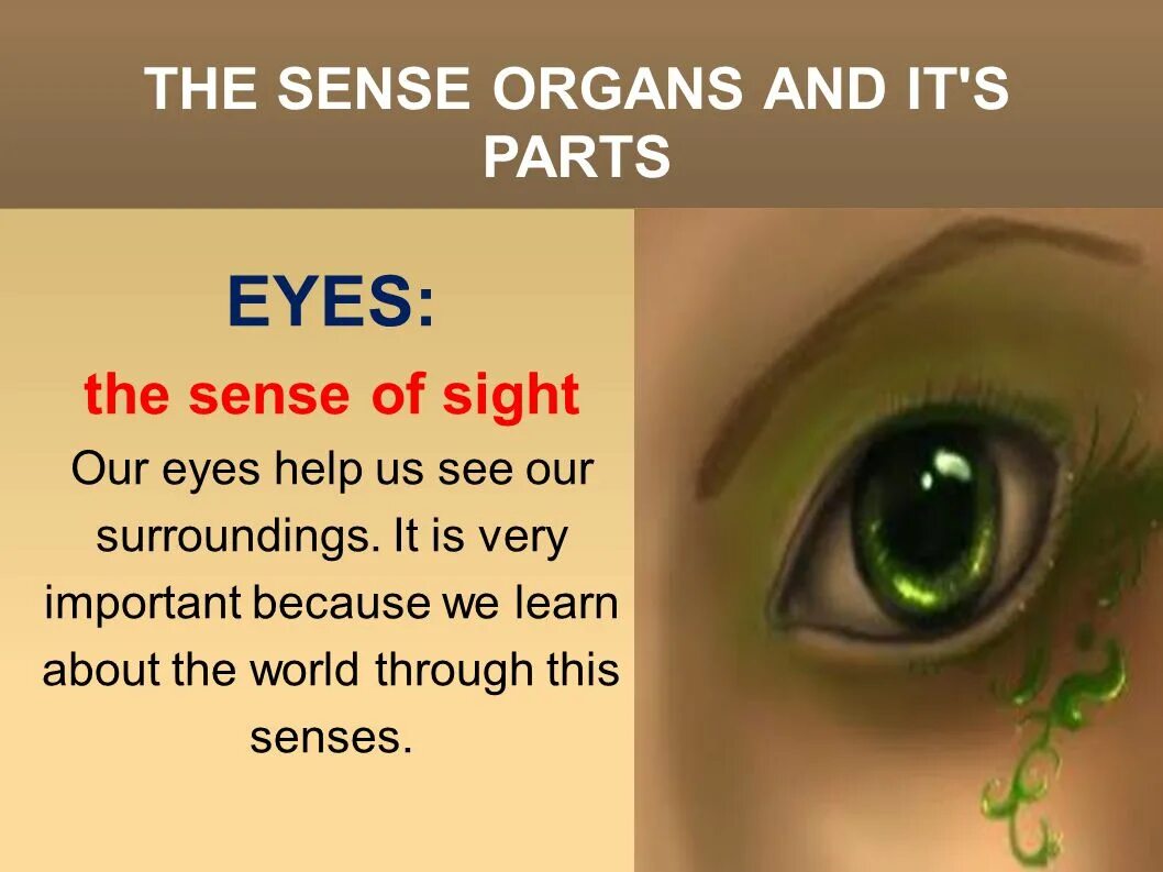 Our of sight. Sense organs eyes. sense of sight. organ of sight. what the sense organ does.