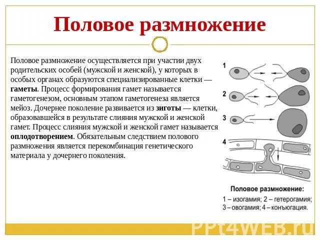 В половом размножении участвует одна особь. Половое размножение. Половое размножение осуществляется. Процессы в половом размножение. Этапы полового размножения.