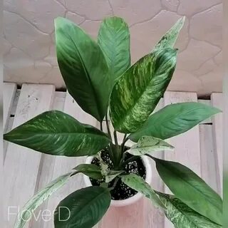 Спатифиллум сити ангел