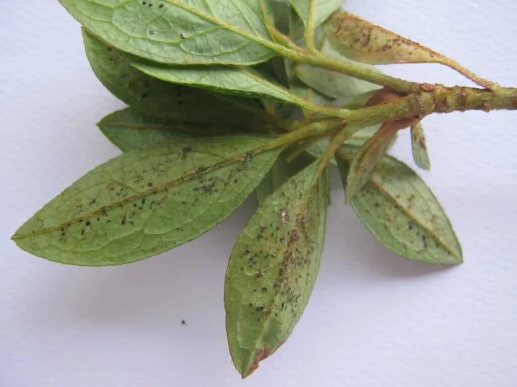 Болезни растений коричневые пятна. Пуансеттия щитовка. Церкоспороз рододендрона.