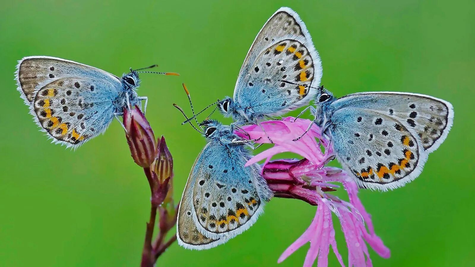 Бабочки вб. Голубянка Пигмей. Голубянка крушинная бабочка. Голубянка карликовая.