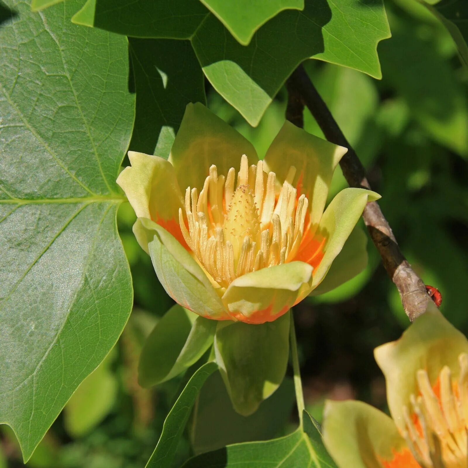 Tulip tree. Тюльпановое дерево лириодендрон. лириодендрон тюльпановый. тюльпанное дерево (liriodendron tulipifera). тюльпановое дерево в головинке.