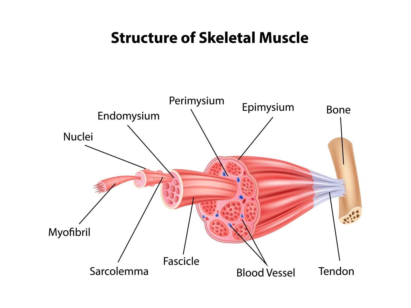Muscles function
