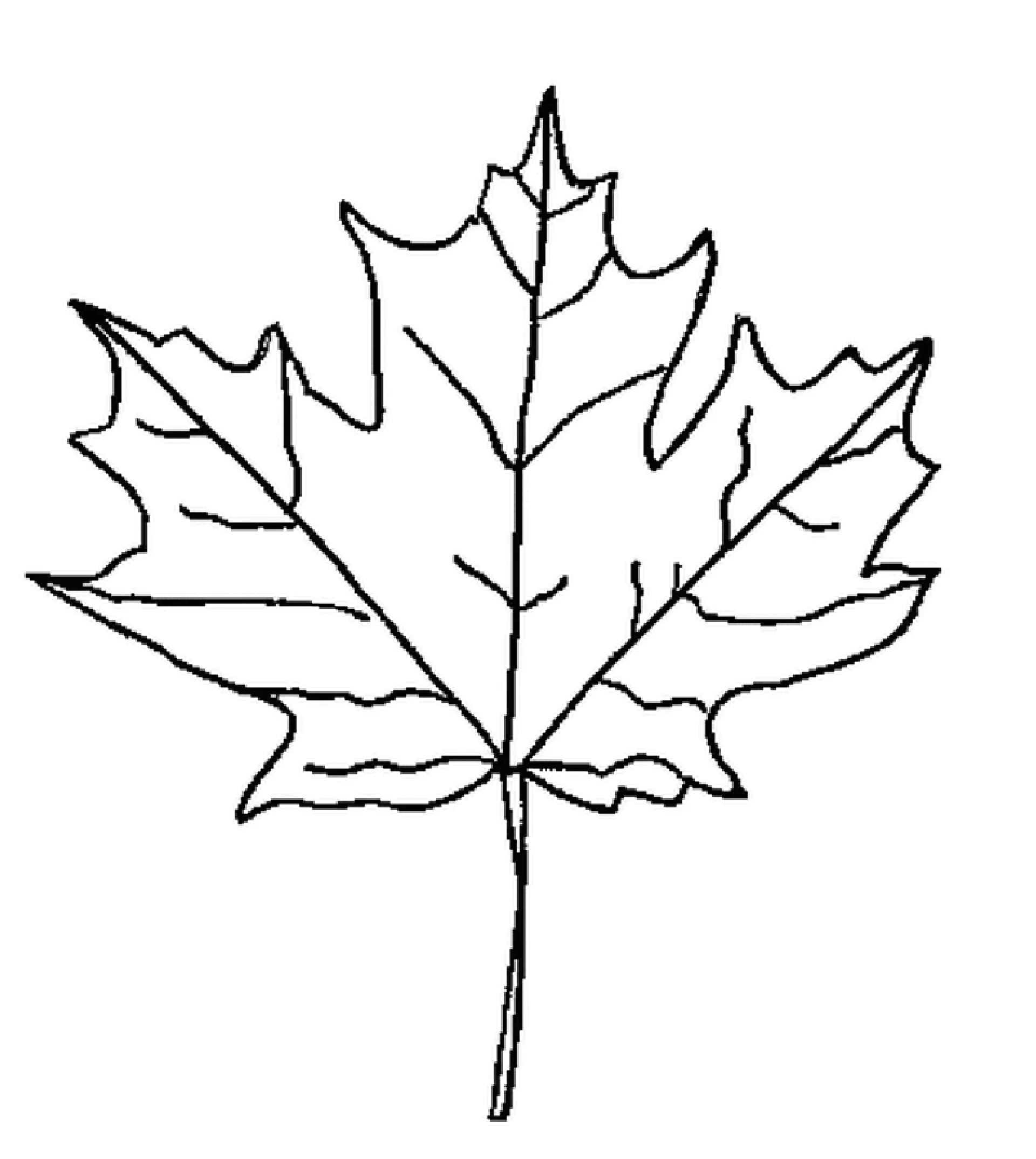Как можно раскрасить 5 листочков. Кленовый лист раскраска. Осенние листья раскраска для детей. Лист клена раскраска. Кленовый лист рисунок.
