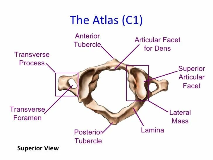 C1 vertebrae. Atlas c1. Atlas-1 vertebra. Анатомия c1. Facet перевод