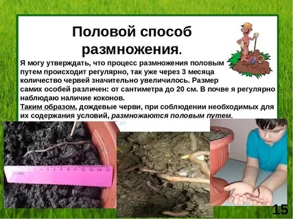 Половое размножение дождевого червя