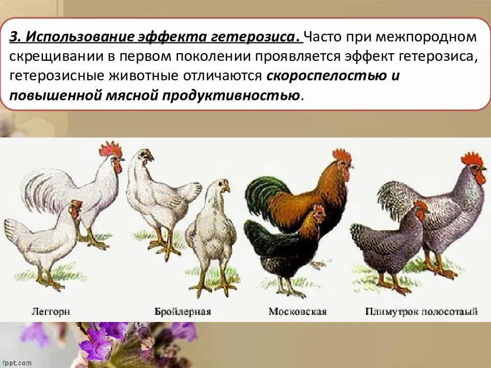 В чем выражается гетерозис. Инбридинг аутбридинг гетерозис. гетерозис бройлерные куры. гетерозис в селекции животных. эффект гетерозиса в селекции животных.