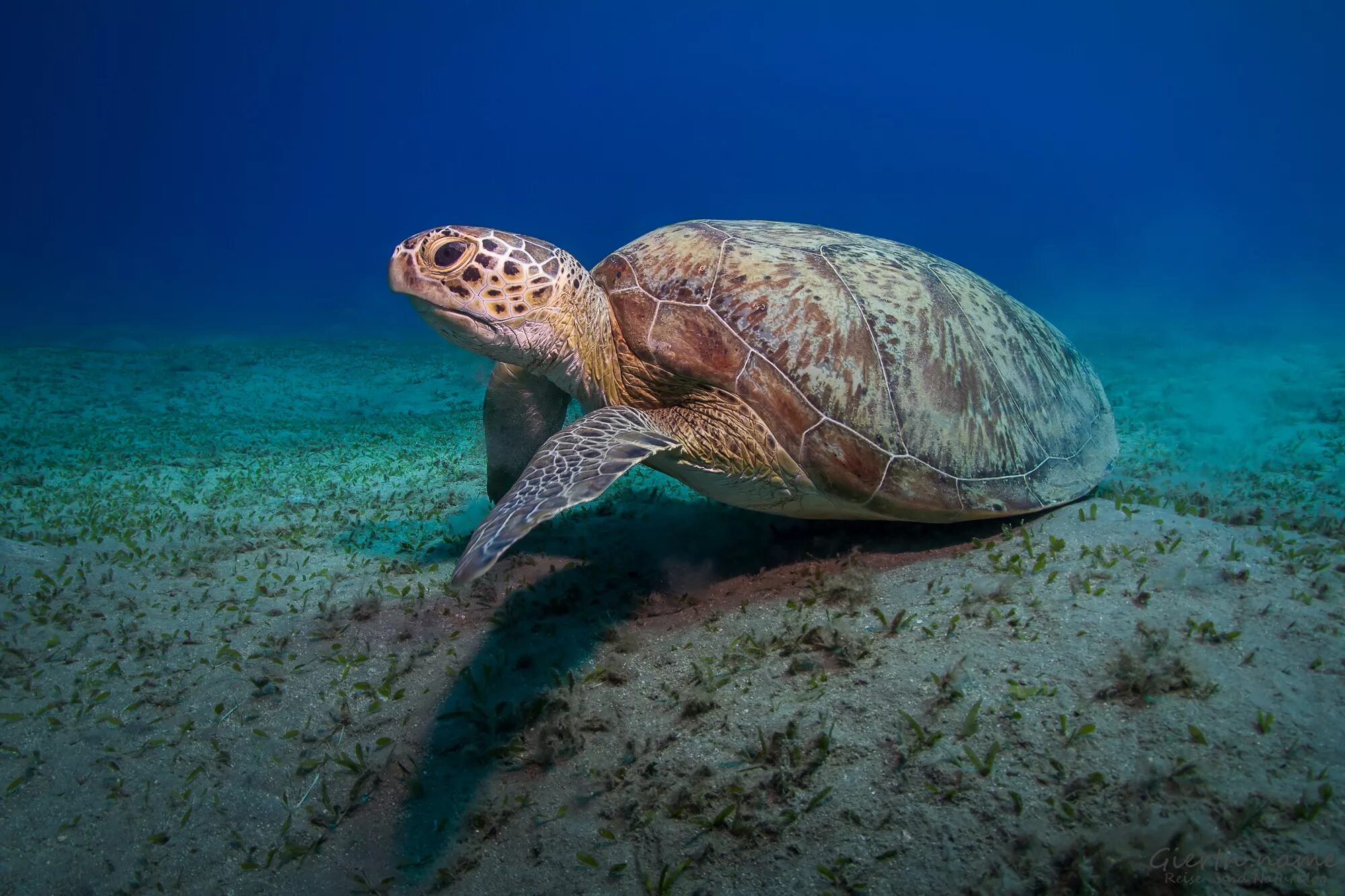 морские рептилии. австралийская зелёная черепаха. барьерный риф черепахи. морские пресмыкающиеся. морские пресмыкающиеся представители.