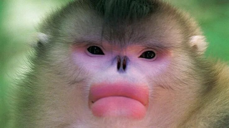 Los ANIMALES más RAROS en todo el mundo YouTube