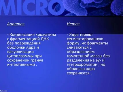 Конденсация хроматина